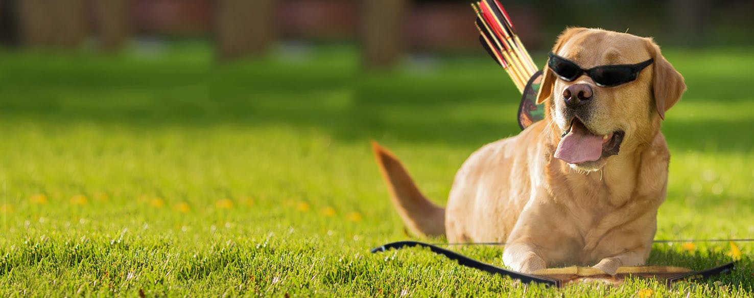 Famous Archers Inspired Dog Names Popular Male and Female Names Wag!